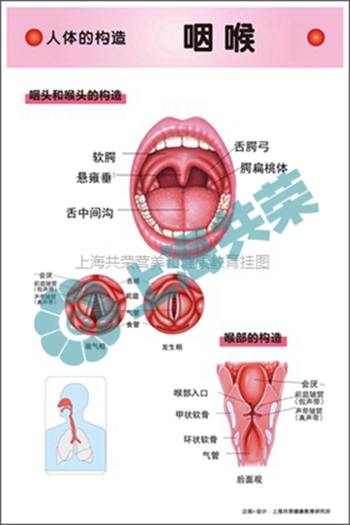 人体的构造--咽喉2