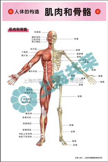 人体的构造--肌肉和骨骼