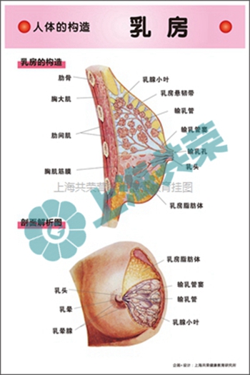 人体的构造--乳房剖面解析