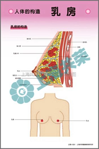 人体的构造--乳房